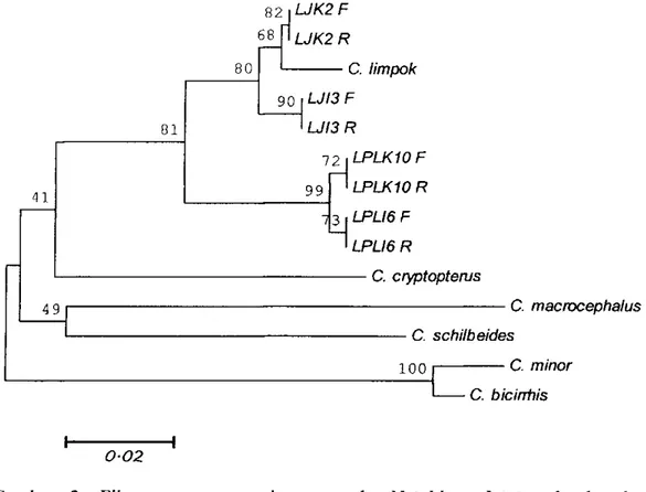 Gambar 3. Filogram menggunakan metode Neighbor Joining berdasarkan  nukleotida gen sitokrom-b parsial Cryptopterus spp