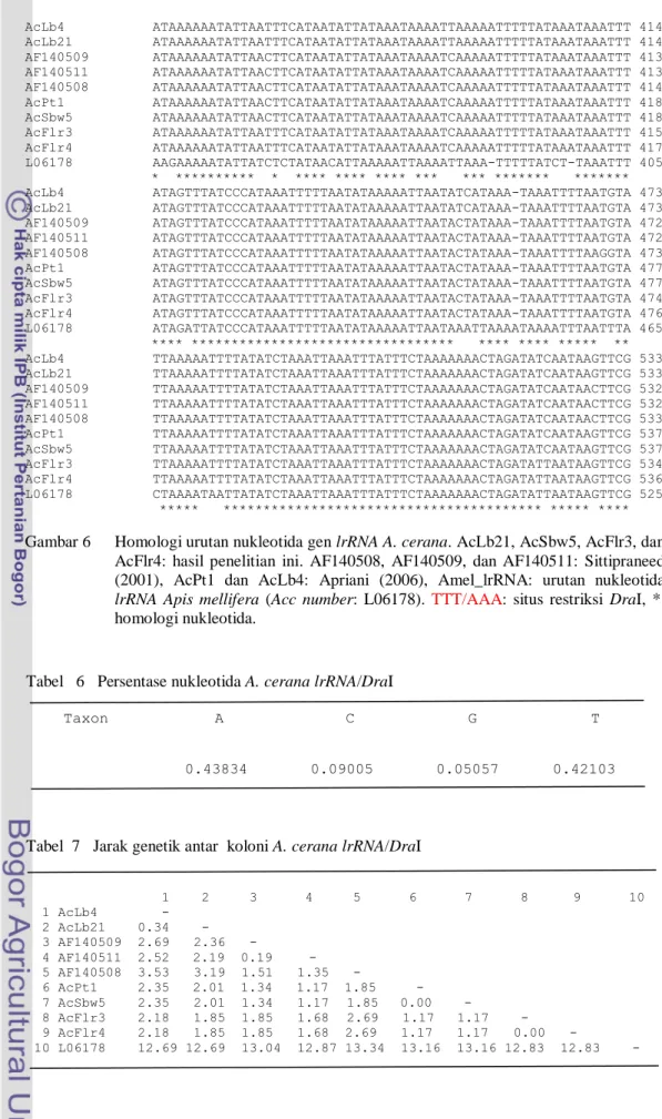 Tabel   6   Persentase nukleotida A. cerana lrRNA/DraI 
