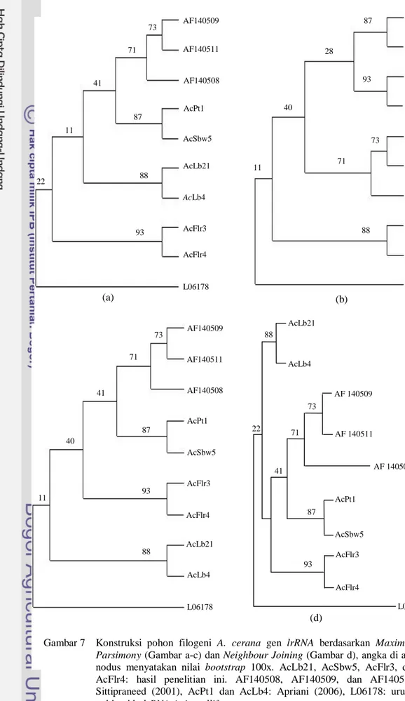 Gambar 7    Konstruksi  pohon  filogeni  A.  cerana  gen  lrRNA  berdasarkan  Maximum  Parsimony (Gambar a-c) dan Neighbour Joining (Gambar d), angka di atas  nodus  menyatakan  nilai  bootstrap  100x