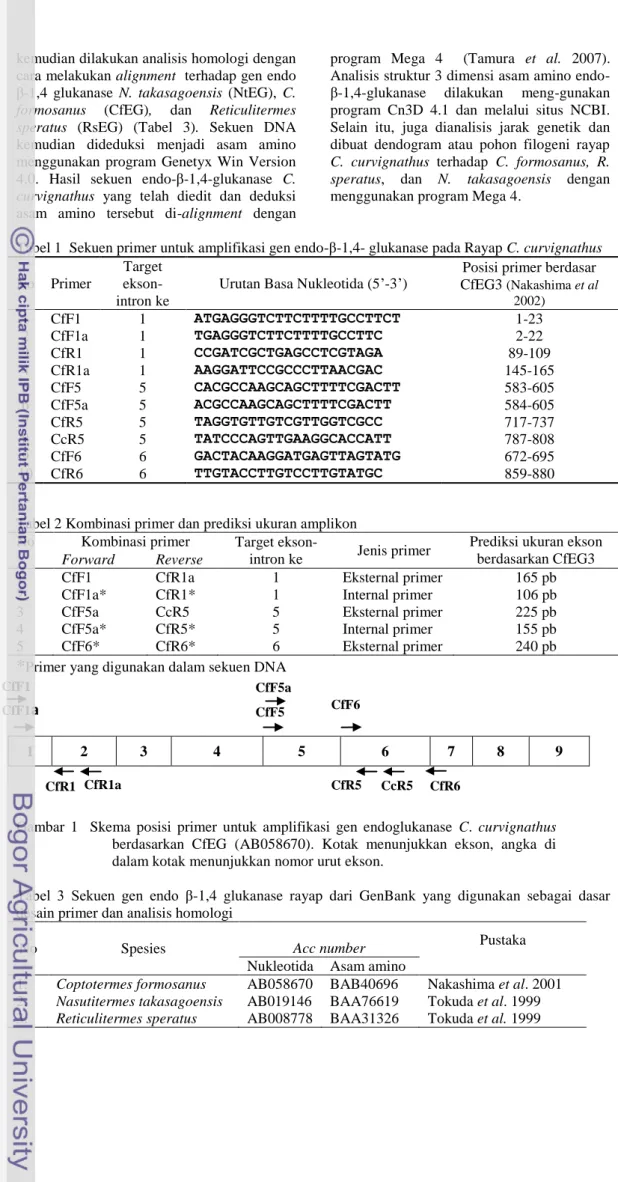 Tabel 1  Sekuen primer untuk amplifikasi gen endo-β-1,4- glukanase pada Rayap C. curvignathus  No  Primer 
