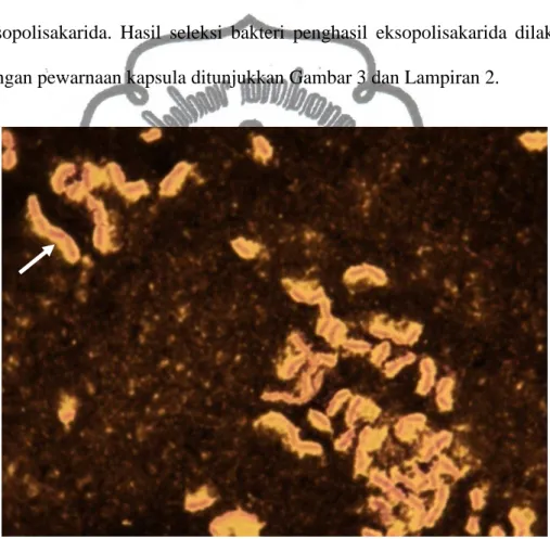 Gambar 3. Kapsula (tanda panah) pada bakteri isolat W14. 