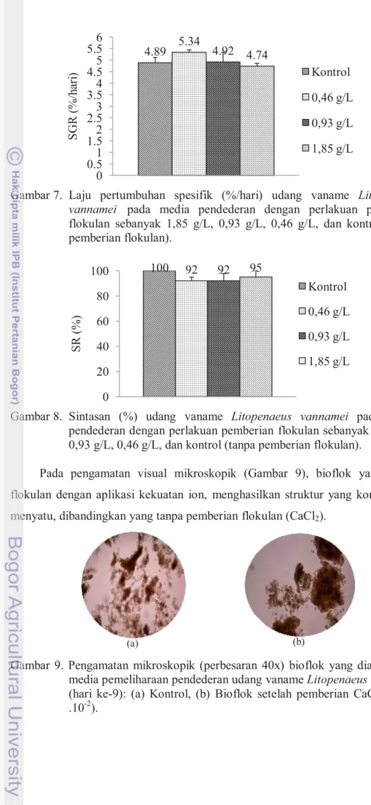 Gambar 8.  Sintasan  (%)  udang  vaname  Litopenaeus  vannamei  pada  media  pendederan dengan perlakuan pemberian flokulan sebanyak 1,85 g/L,  0,93 g/L, 0,46 g/L, dan kontrol (tanpa pemberian flokulan)