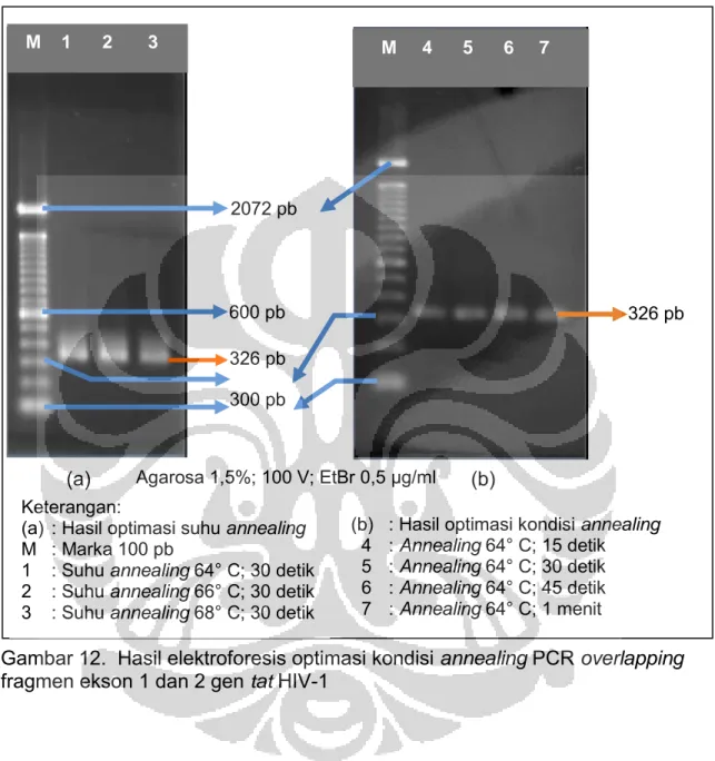 Gambar 12.  Hasil elektroforesis optimasi kondisi annealing PCR overlapping  fragmen ekson 1 dan 2 gen tat HIV-1 