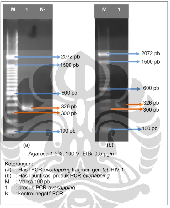 Gambar 13.  Hasil elektroforesis PCR fragmen gen tat HIV-1 Keterangan: 