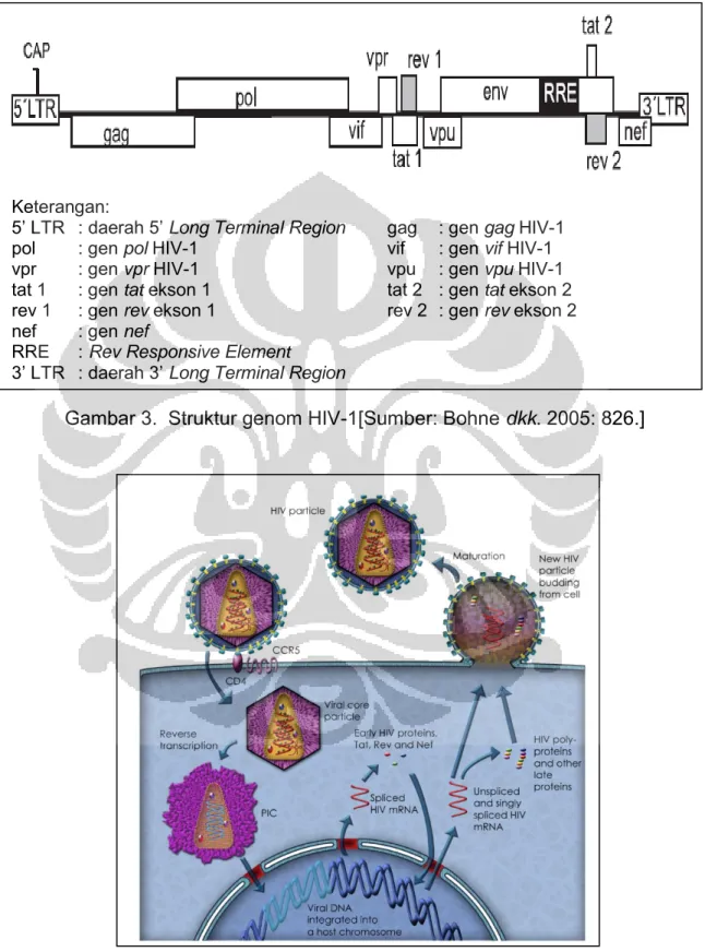 Gambar 4. Siklus hidup HIV-1  [Sumber: Henriksen 2003: 14.] 