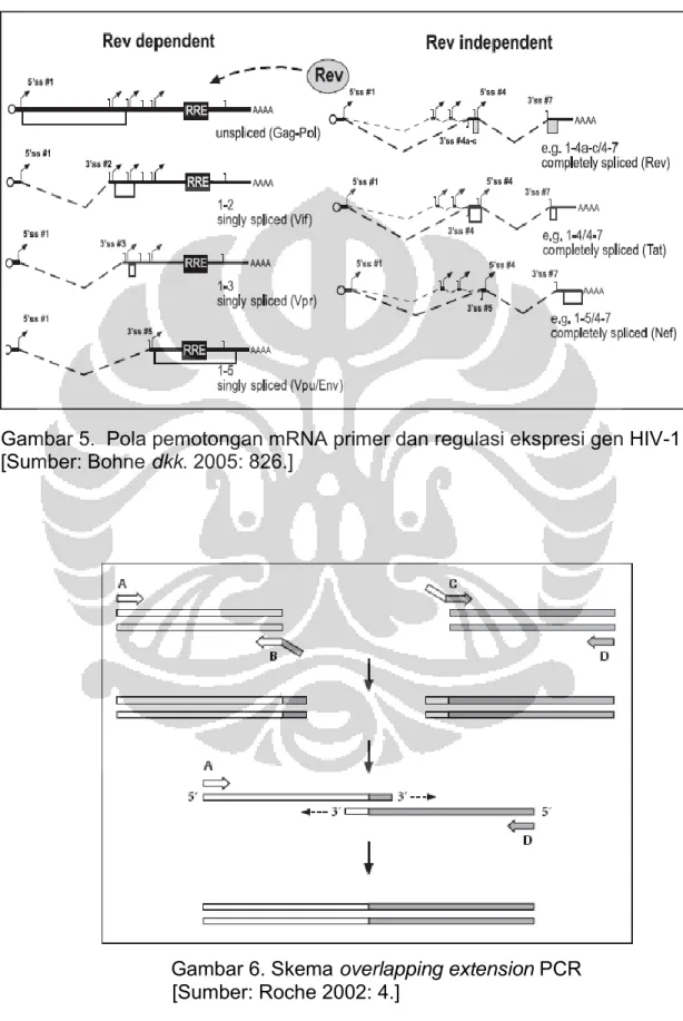 Gambar 5.  Pola pemotongan mRNA primer dan regulasi ekspresi gen HIV-1  [Sumber: Bohne dkk
