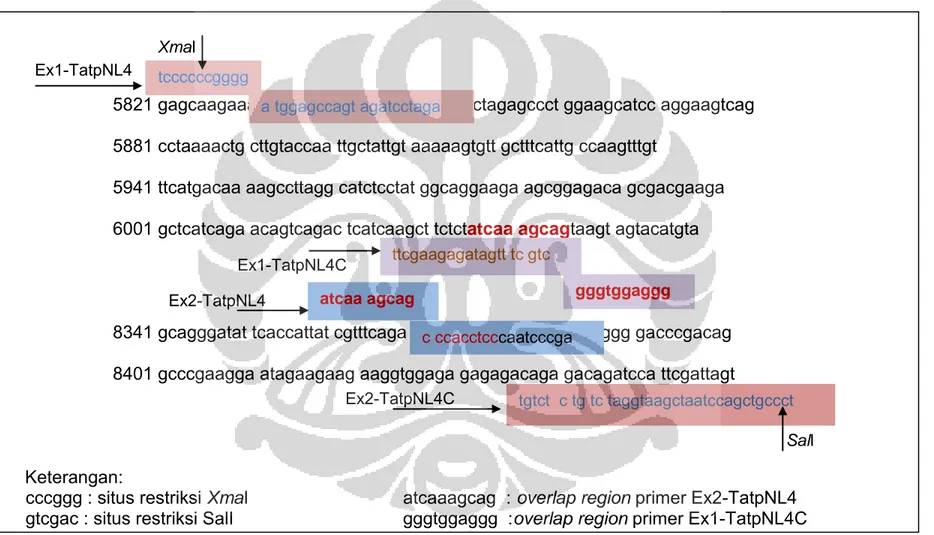 Gambar 8. Sekuen fragmen ekson 1 dan 2 gen tat HIV-1, posisi primer Ex1-TatpNL4, Ex1-TatpNL4C, Ex2-TatpNL4 
