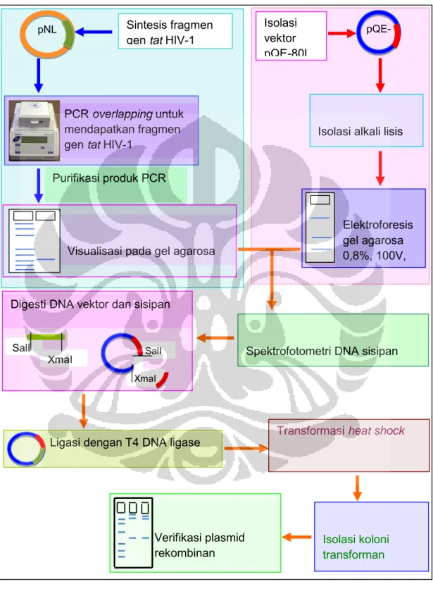 Gambar 9. Skema cara kerja Verifikasi plasmid rekombinan  XmaI SalI XmaI SalI    