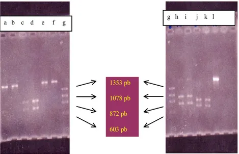 Gambar 2. Elektroforesis gel agarosa 2% hasil karakterisasi fragmen DNA 1784 pb hasil PCR oleh enzim restriksi