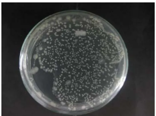 Gambar 10: (a) Uji Standart Plate Count bakteri IAA pada media PCA  I3N 3
