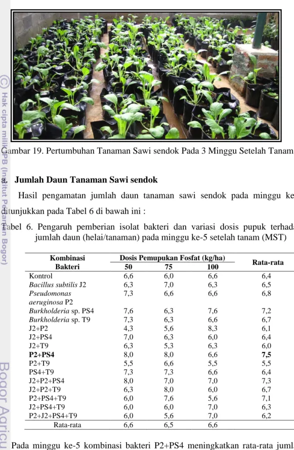Tabel  6.  Pengaruh pemberian isolat bakteri  dan variasi dosis pupuk terhadap  jumlah daun (helai/tanaman) pada minggu ke-5 setelah tanam (MST) 