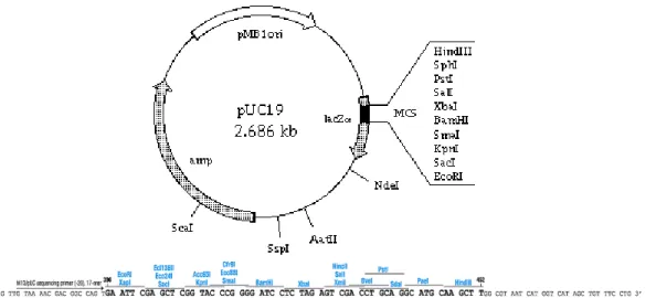 Gambar III.1 Peta restriksi plasmid pUC19. 