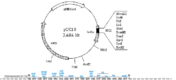 Gambar III.1 Peta restriksi plasmid pUC19. 