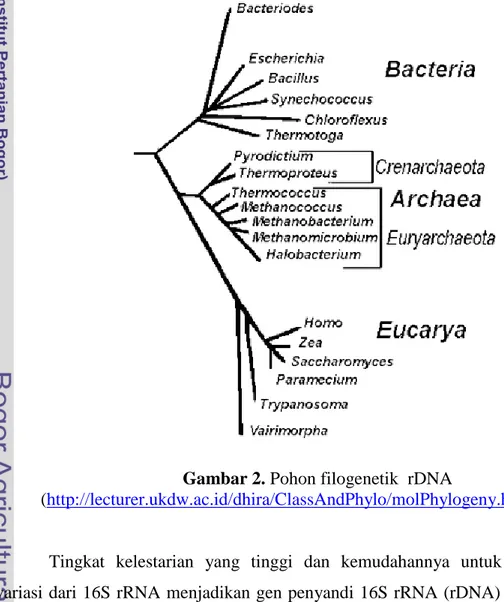 Gambar 2. Pohon filogenetik  rDNA 
