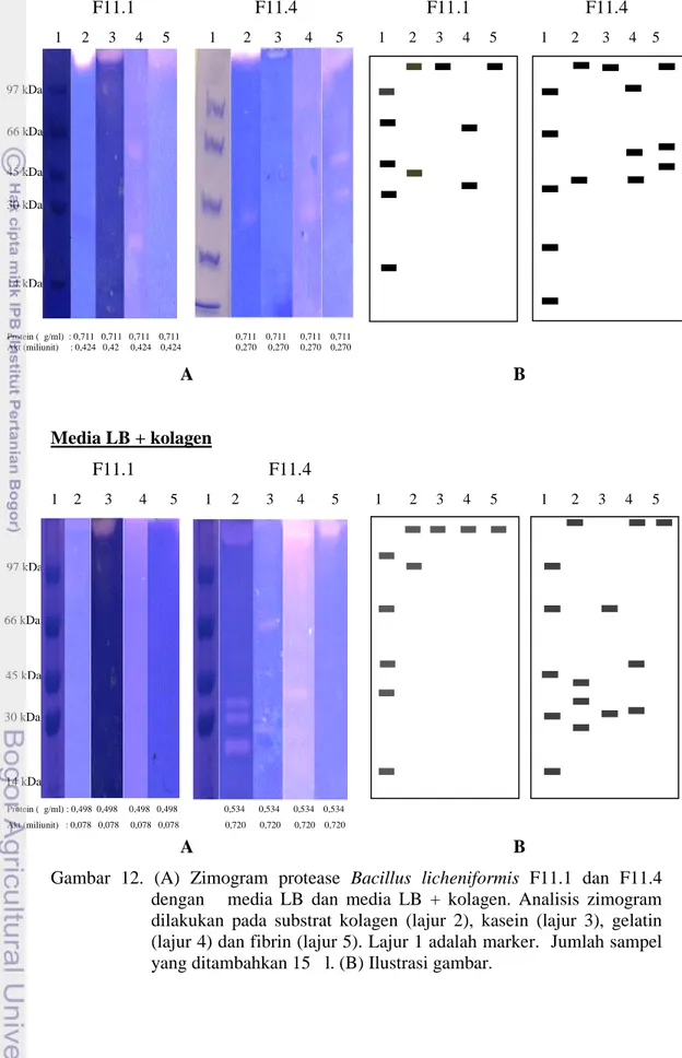 Gambar  12.  (A)  Zimogram  protease Bacillus  licheniformis F11.1  dan  F11.4 dengan      media  LB  dan  media  LB  +  kolagen