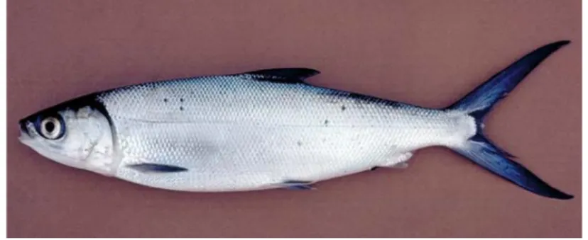 Gambar 1. Morfologi ikan bandeng (Erwin 2010) 