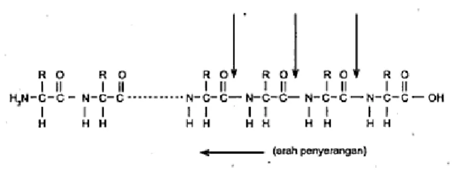 Gambar 4.  Mekanisme pemutusan gugus karboksil oleh enzim    golongan  karboksipeptidase (Sumardjo 2006) 