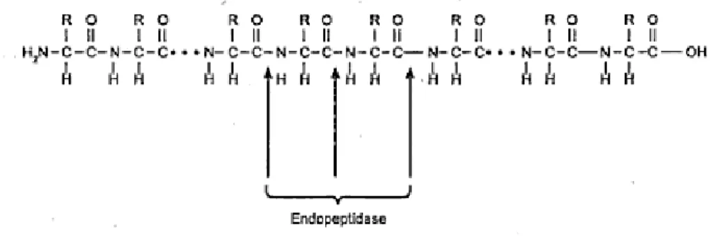Gambar 6.  Mekanisme pemutusan ikatan peptida oleh enzim golongan endopeptidase    (Sumardjo 2006) 