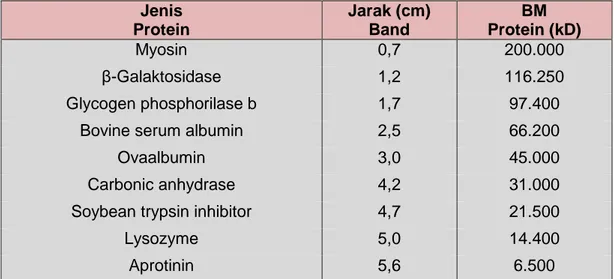 Tabel 8. Jarak band dan berat molekul protein standar  Elektroforesis SDS-       PAGE darah  manusia 