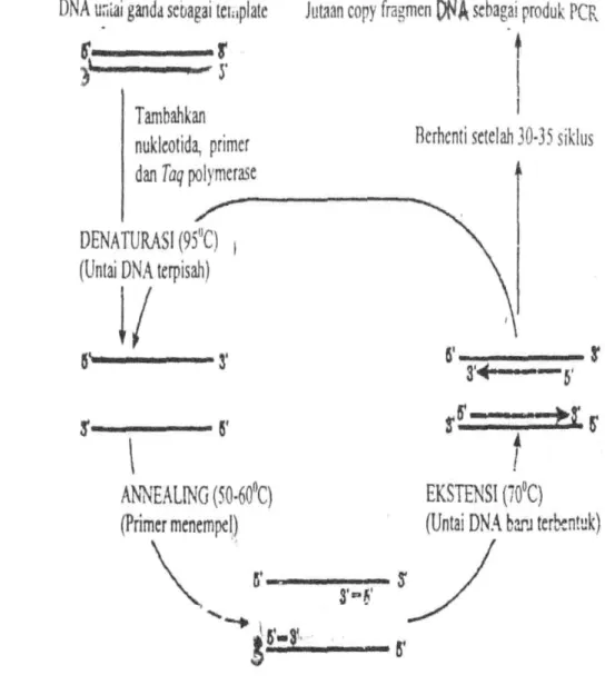 Gambar 2Siklus pembentukan molekul DNA baru dalam proses  PCR.(Muladno, 2002). 