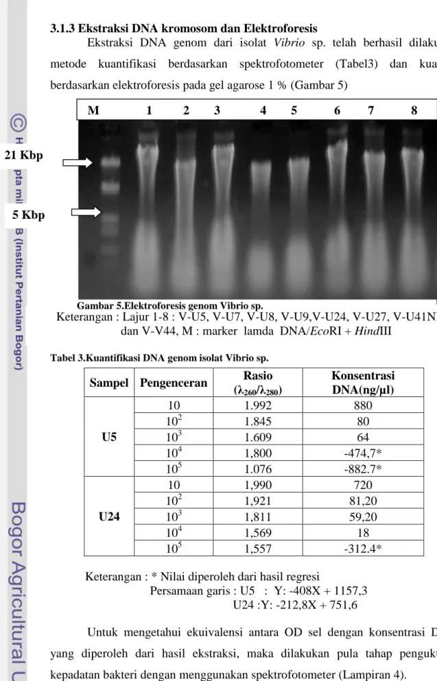 Tabel 3.Kuantifikasi DNA genom isolat Vibrio sp. 