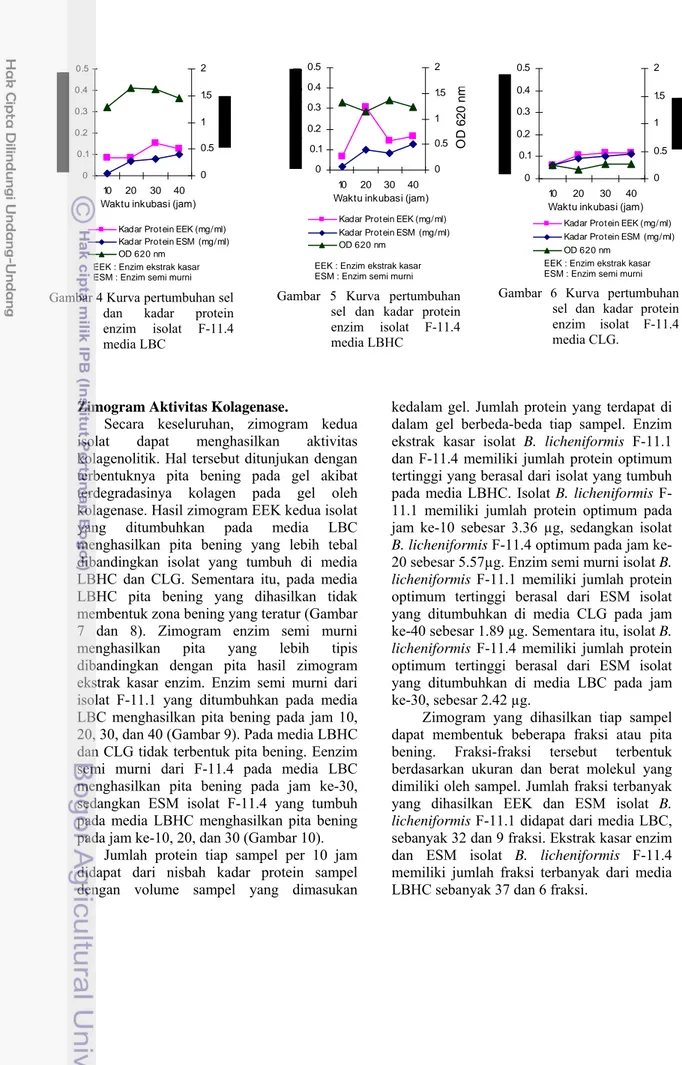Gambar 5 Kurva pertumbuhan  sel dan kadar protein  enzim isolat F-11.4  media LBHC 00.10.20.30.40.5102030 40 Waktu inkubasi (jam)