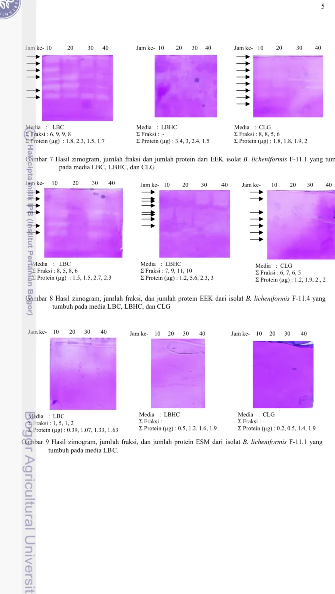 Gambar 7 Hasil zimogram, jumlah fraksi dan jumlah protein dari EEK isolat B. licheniformis F-11.1 yang tumbuh  pada media LBC, LBHC, dan CLG 