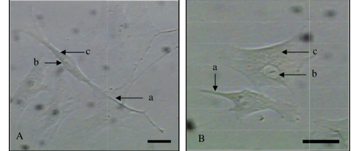 Gambar 4.  Kultur in vitro sel fibroblas : A. Sel fibrosit; B. Sel fibroblas;