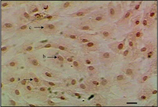 Gambar 5.  Sel-sel fibroblas dengan pewarnaan Hematoksilin Eosin. Inti sel  fibroblas terlihat dengan jelas (a) dengan satu atau dua nukleoli  (b), sedangkan bagian sitoplasma tidak terlalu jelas (c)