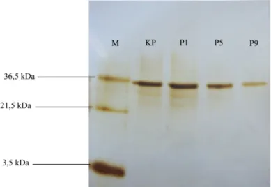 Gambar 6.  Hasil SDS PAGE conditioned medium kultur sel fibroblas  dengan visualisasi protein menggunakan metode silver nitrat.