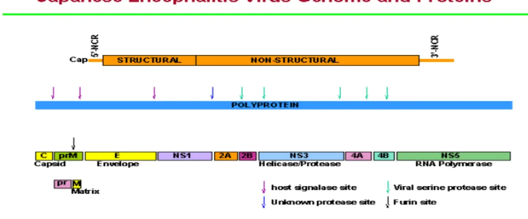 Gambar 1. Struktur genom dan protein dari Virus Japanese Encephalitis  www.ias.ac.in/.../70am_talks/svrati/img6.html 