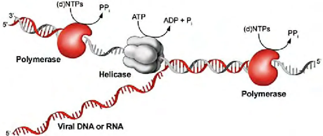 Gambar 4. RNA atau DNA helikase 