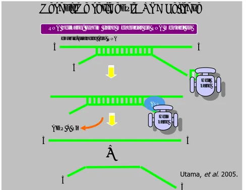 Gambar 5. Mekanisme kerja enzim RNA helikase 
