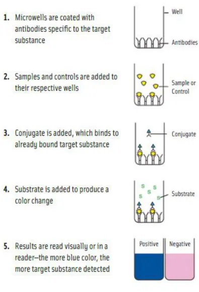 Gambar 1. Prinsip metode ELISA sandwich untuk memeriksa kadar protein sampel 