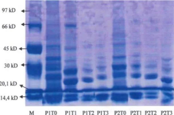 Gambar 3. Analisis eletroforesis SDS-PAGE pengaruh  rasio etanol : air cucian  surimi ikan gabus