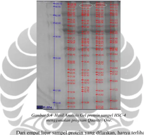 Gambar 5.4  Hasil Analisis Gel protein sampel HSC-4   menggunakan program Quantity One