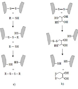 Gambar 15. Mekanisme pemutusan ikatan disulfida dengan tiol bebas, a) reduksi dengan monotiol   bebas (2-mercaptoethanol) dan b)  reduksi dengan siklik ditiol (DTT) (Rabilloud 1996) 
