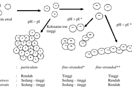 Gambar 5. Struktur dan karakteristik fisik gel pada beberapa pH ( Foegeding 2005 ) Protein awal pH &lt; pI ** Kekuatan ion  tinggi pH &gt; pI * pH ~ pI 