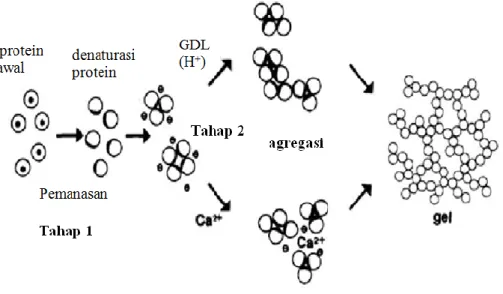 Gambar 6. Mekanisme gelasi protein dengan koagulan kalsium sulfat dan GDL   (Kohyama et al., 1995) 