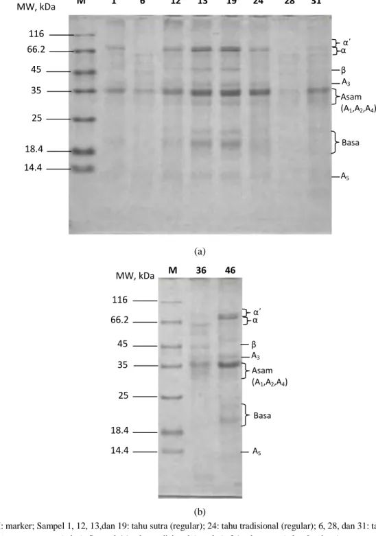 Gambar 12. Profil SDS-PAGE total protein tahu berdasarkan elastisitas: (a) sampel 1 hingga 31, (b)  sampel 36 dan 46    116 66.2 45 35 25 18.4 14.4 MW, kDa   M           1          6           12       13        19       24         28       31  Asam (A1,A2