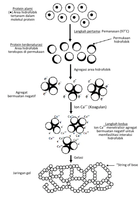 Gambar 1. Mekanisme gelasi dari tahu yang terkoagulasi oleh CaSO 4 . (O) merupakan molekul  protein