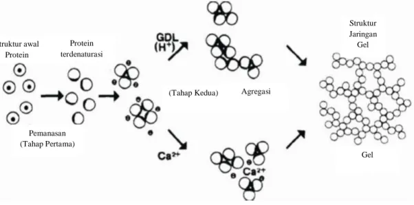 Gambar 3. Mekanisme gelasi protein oleh koagulan CaSO 4  dan GDL. (Kohyama et al., 1995) 