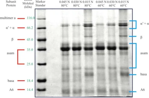 Gambar 13.   Profil  protein  curd  hasil  SDS et al. 2006 dan 