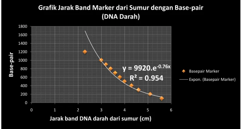 Grafik Jarak Band Marker dari Sumur dengan Base-pair (DNA Darah)