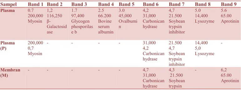 Tabel 7. Jarak Band, Berat molekul dan Jenis Protein Sampel Elektoforesis SDS-PAGE 
