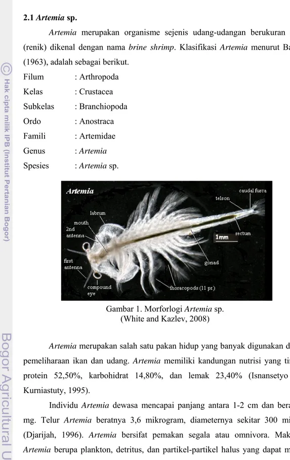 Gambar 1. Morforlogi Artemia sp. 