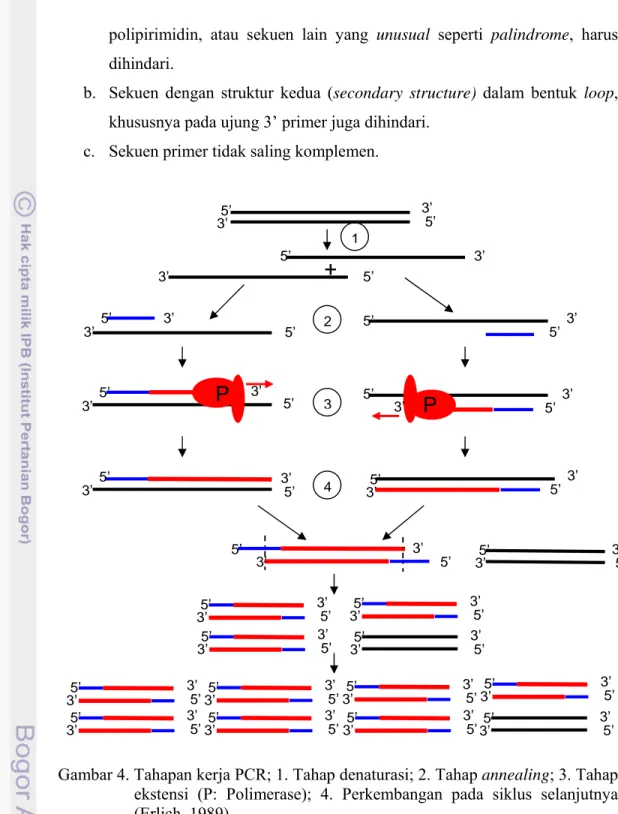 Gambar 4. Tahapan kerja PCR; 1. Tahap denaturasi; 2. Tahap annealing; 3. Tahap   ekstensi (P: Polimerase); 4