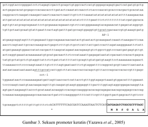 Gambar 3. Sekuen promoter keratin (Yazawa et al., 2005) 