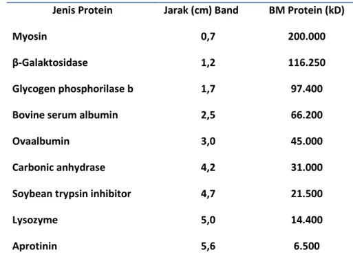 Gambar 5. Grafik Standar Protein Marker Hasil Elektroforesis SDS-PAGE Jenis Protein Jarak (cm) Band BM Protein (kD) 