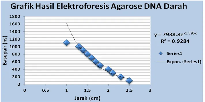 Grafik Hasil Elektroforesis Agarose DNA Darah 